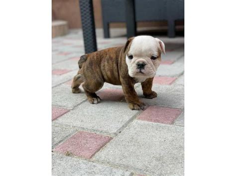 Status : Available! Baby Rudy is super outgoing and loves the adventure of going to the dog park! She always seems to meet so many friends and has a blast! is the sweetest <strong>puppy</strong> ever. . English bulldog puppies for sale cheap near me under 500